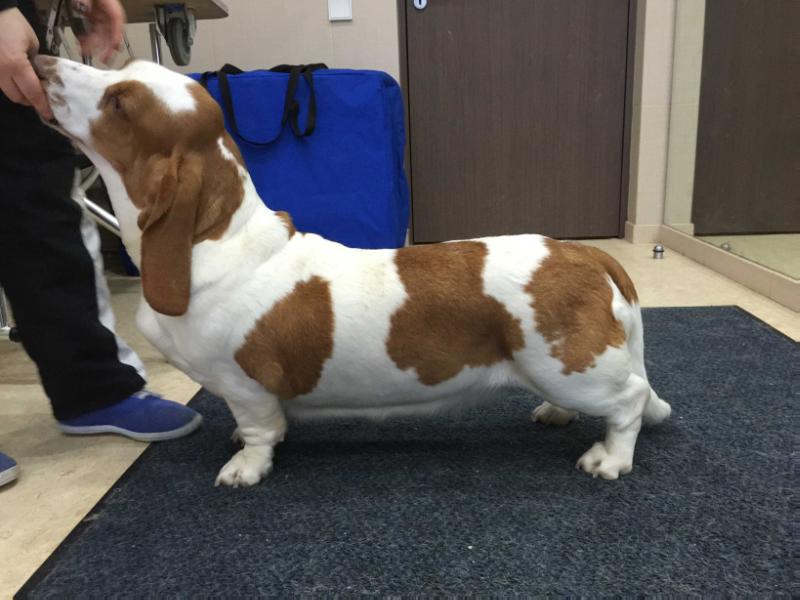 Switherland Royal Leaf | Basset Hound 