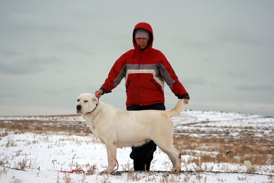 ISTOCHNIK FORTUNY ELITA | Central Asian Shepherd Dog 