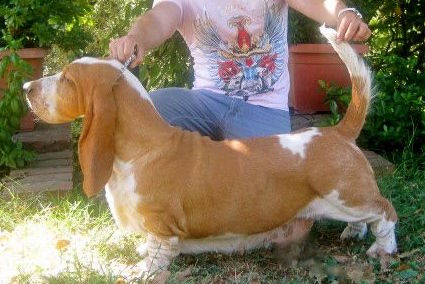 Original Big Bone Cordelia | Basset Hound 