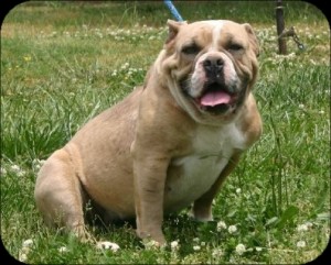 Sullivan's powder Puff | Olde English Bulldogge 