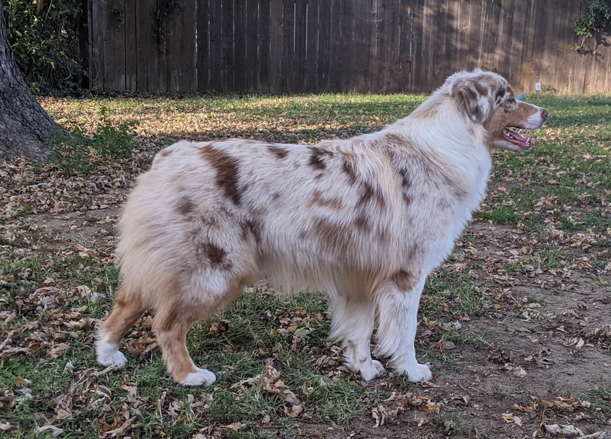 Precision's River Dance | Australian Shepherd 