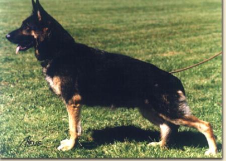 Jabina Lanka | German Shepherd Dog 