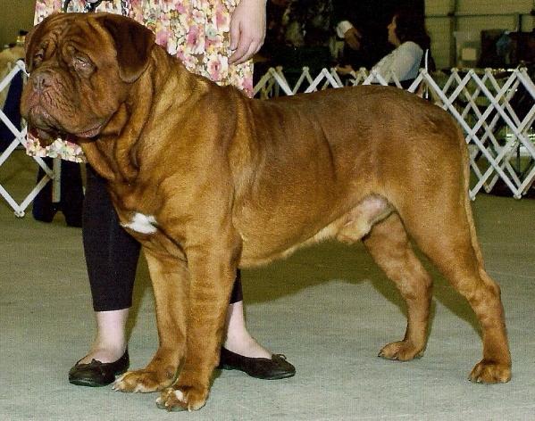 Scarlet Wrinkles Leonidas | Dogue de Bordeaux 