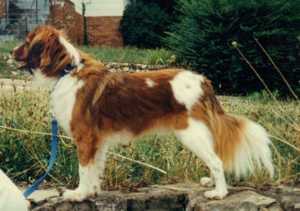 Norstar's Tricky Mickey | Kooikerhondje 