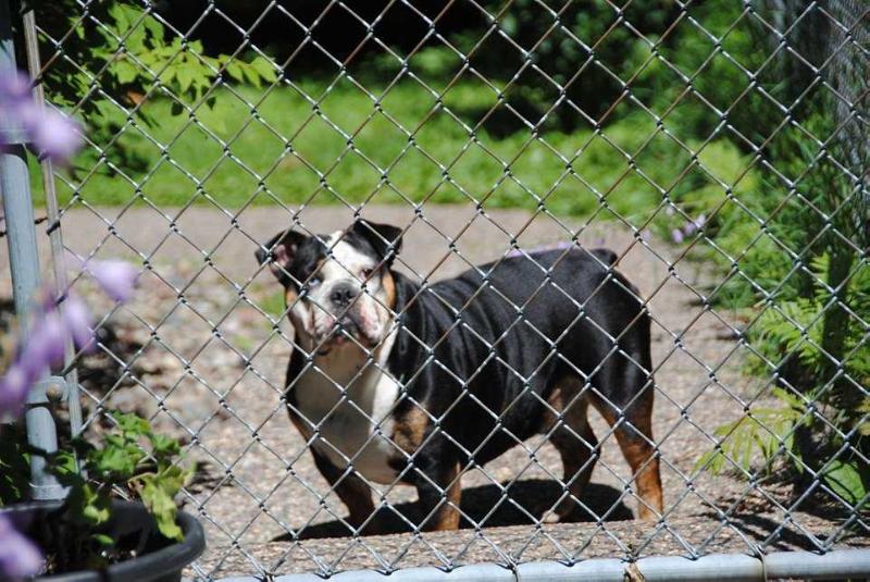 Pelto's Fig | Olde English Bulldogge 