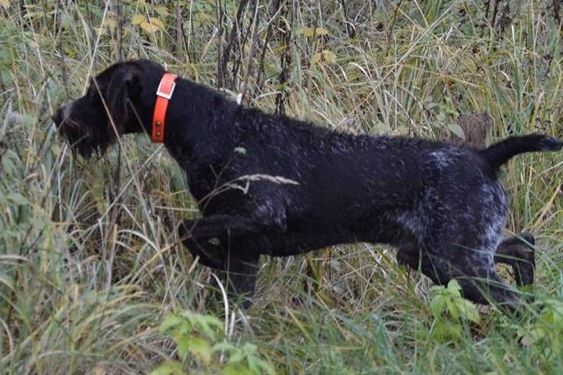 Argo Vom Schwabachgrund-HDA EDO | German Wirehaired Pointer 