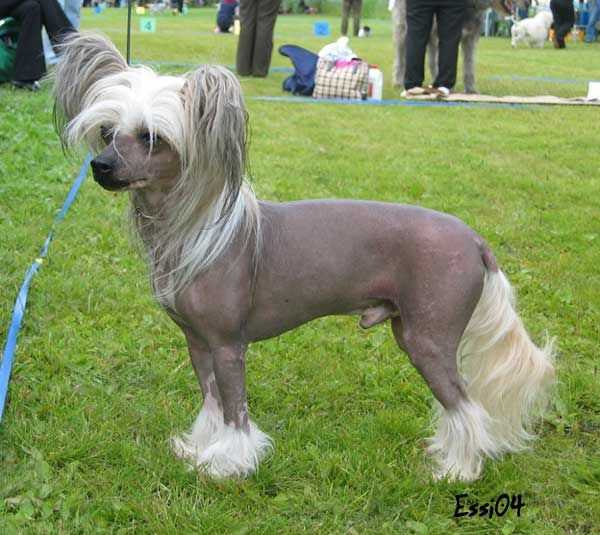 Oika Bull Zazzerazecchino | Chinese Crested 