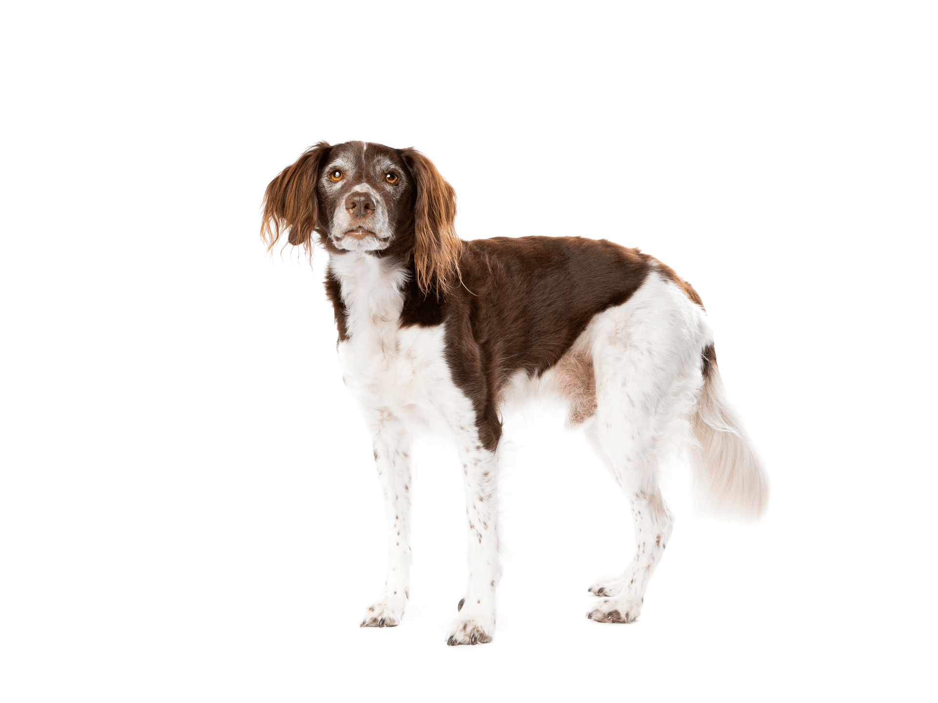 Small Munsterlander Pointer