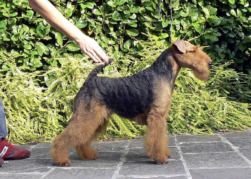 Saredon On The Town | Welsh Terrier 