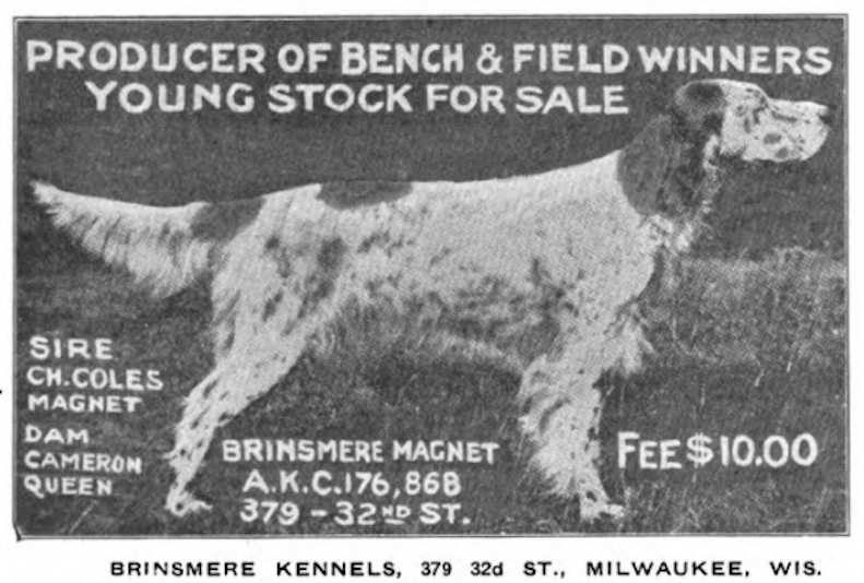 Brinsmere Magnet | English Setter 