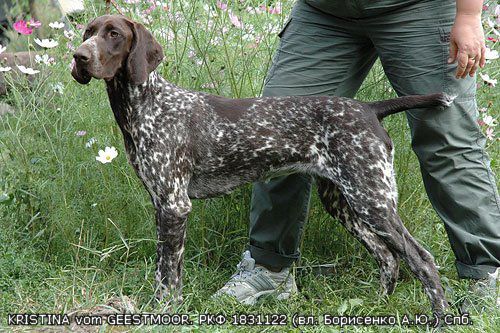 Kristina vom Geestmoor | German Shorthaired Pointer 