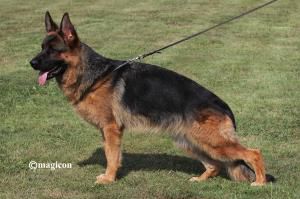 Zhira	vom Hühnegrab | German Shepherd Dog 
