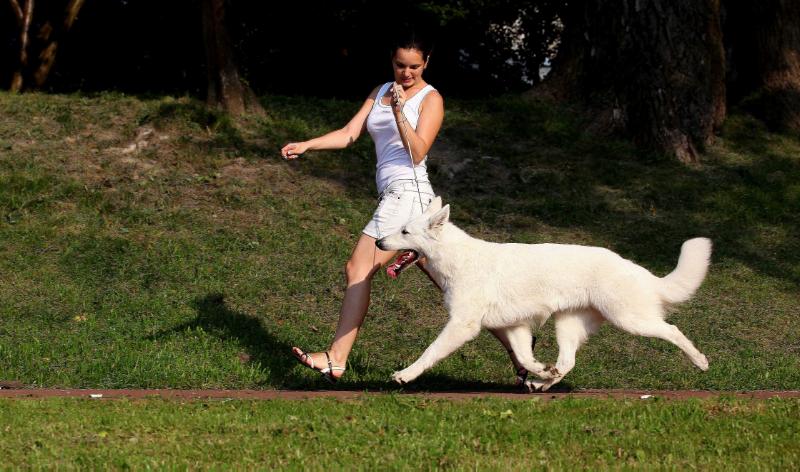 Baltic Beauty Lovely and Clever | White Swiss Shepherd Dog 