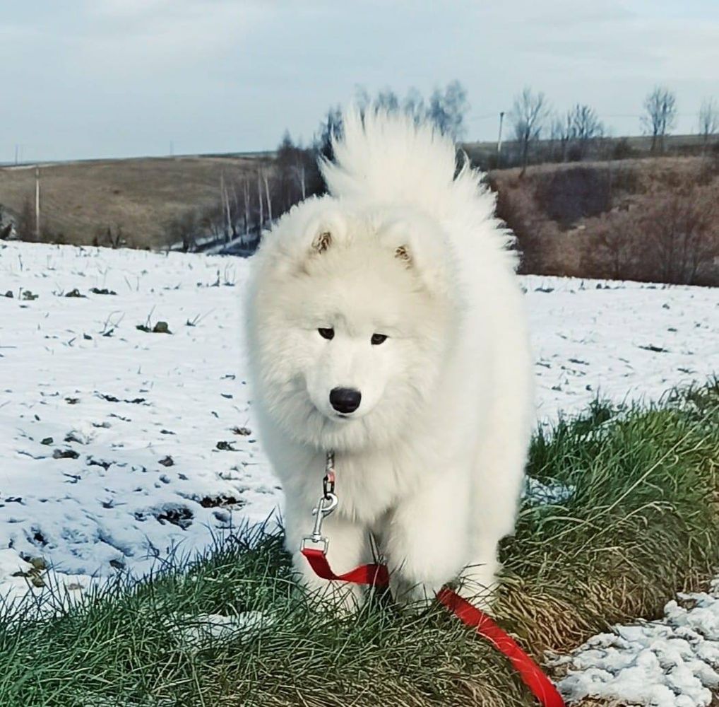 FANTASTIC FOREVER AZAYA Shard of Ice | Samoyed 