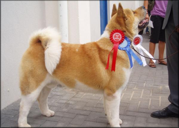 Ying Tao Trueno | Akita 