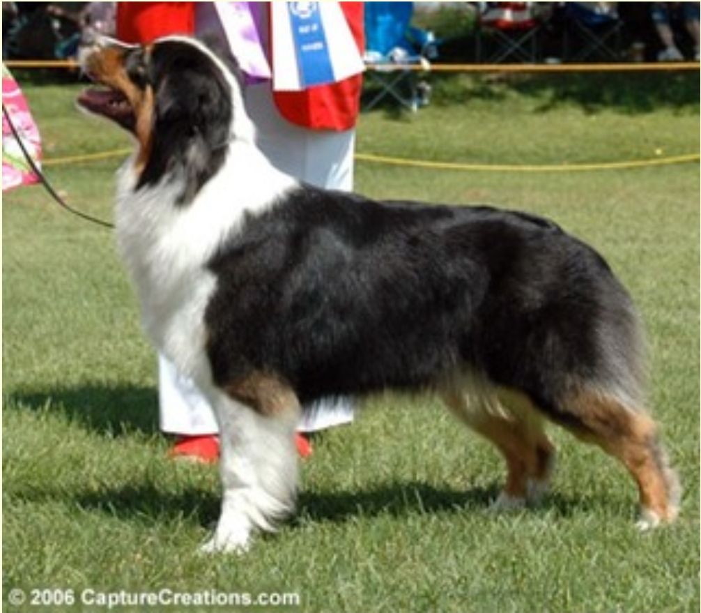 Montrose Runway Model | Australian Shepherd 
