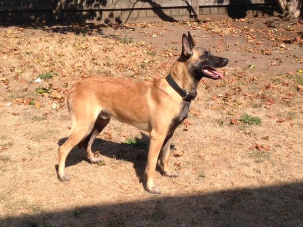 Glock von bobs camp wa | Belgian Malinois 
