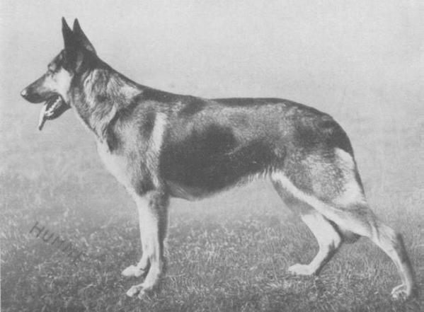 Othilde von der Starrenburg | German Shepherd Dog 