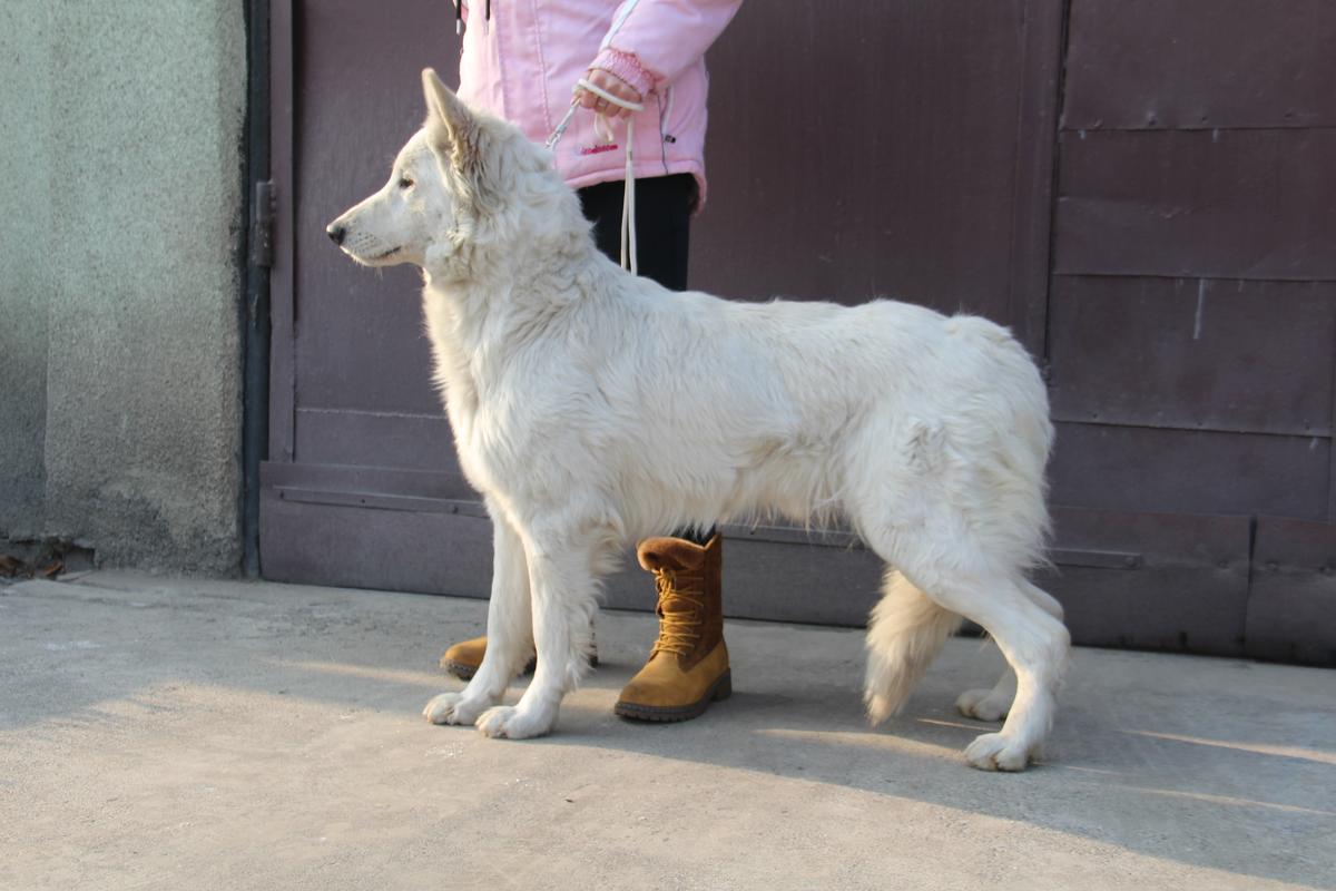 VANNESSA SNESHNAYA KOROLEVA | White Swiss Shepherd Dog 