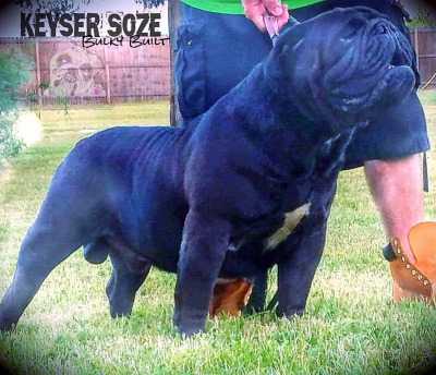 Bulky Built's Keyser Soze | Olde English Bulldogge 