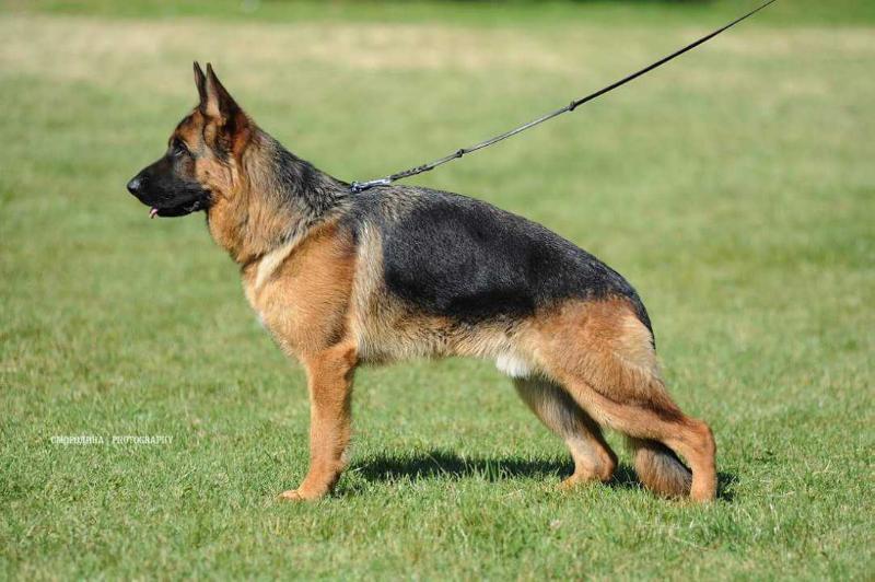 Vitus vom Türkenkopf | German Shepherd Dog 