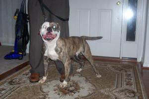 Havener's MonsterElla of Cinderon's | American Bulldog 