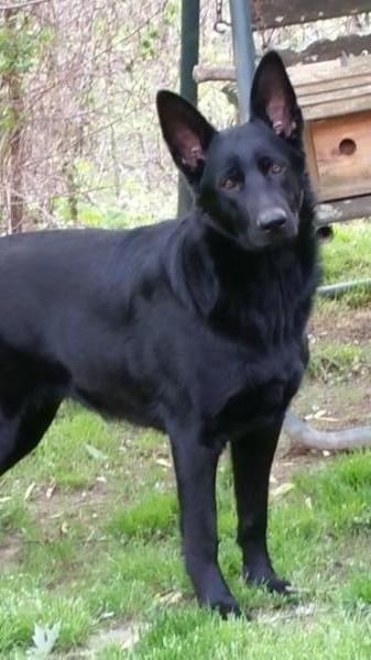 Nevaeh Nikolaevna Von Bokern | German Shepherd Dog 