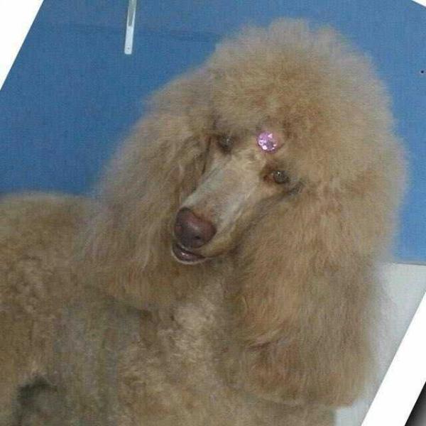 Antonella Quindim | Poodle 