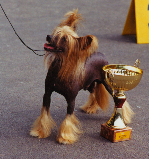 Gingery's Krimson 'N Clover | Chinese Crested 