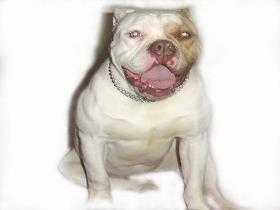 Cadillac Bulls Trina of Coelho Kennel | American Bulldog 