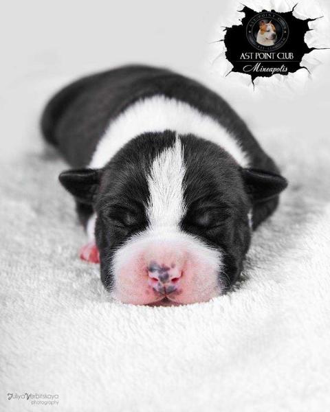 AST POINT CLUB MINNEAPOLIS | American Staffordshire Terrier 