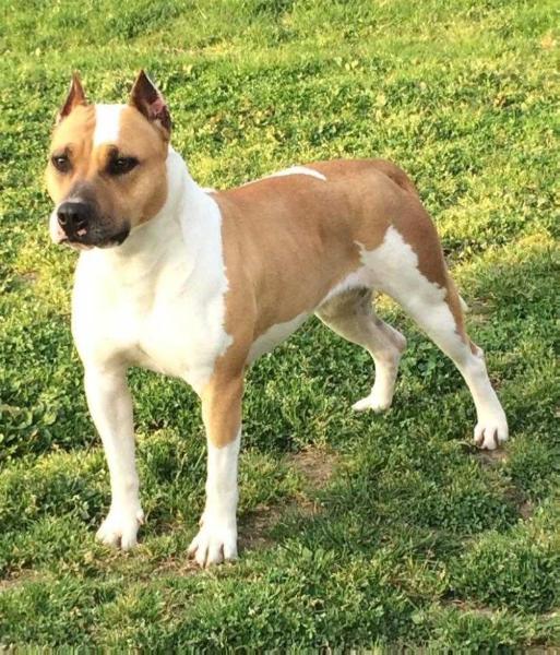 Frank's of ast Tatanka | American Staffordshire Terrier 