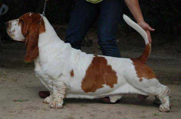 LOLI Z POLYANY CLAPOUCHEGO | Basset Hound 