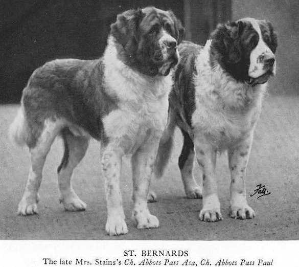 Abbots Pass Paul | Saint Bernard 