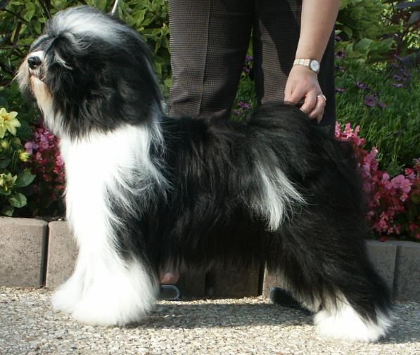 SADI YA'S BEAUTIFUL QUEEN | Tibetan Terrier 