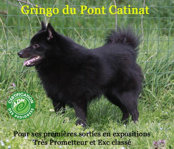 Gringo du Pont Catinat | Schipperke 