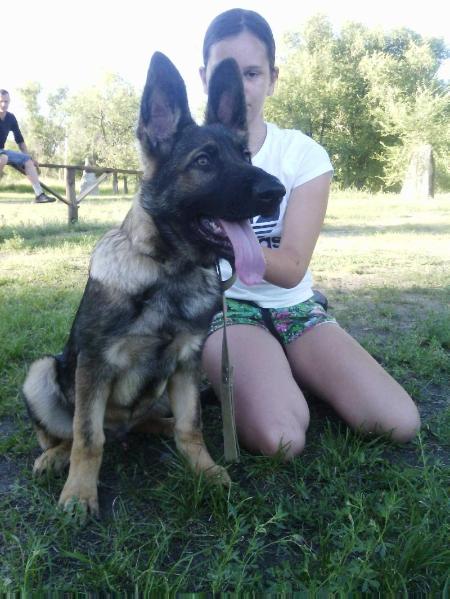 Sar iz doma Slavija | German Shepherd Dog 