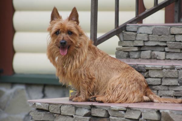 Truozzy's Off-Road | Australian Terrier 