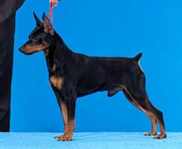 Sky Kalldrogo Hill's Sthefane | Miniature Pinscher 