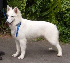 Blancodream Bella Mia of Doveton | White Swiss Shepherd Dog 