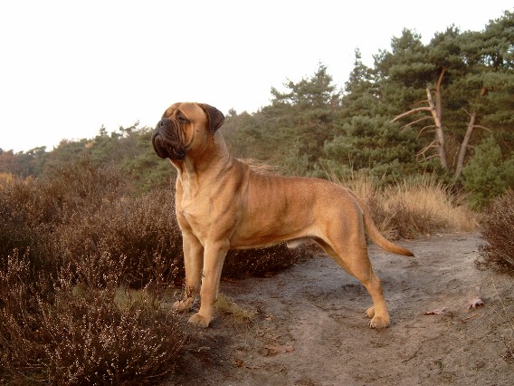 RED CLOUD V.D BULLMA HOVEN | Bullmastiff 