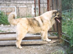 Faiv stil edzi | Caucasian Mountain Dog 