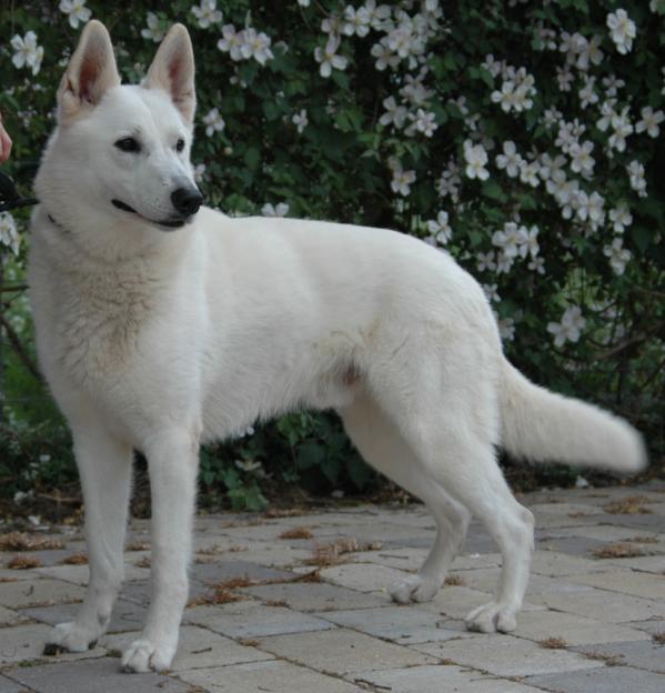 Pay-Go Isja of the Heart of Lothian | White Swiss Shepherd Dog 