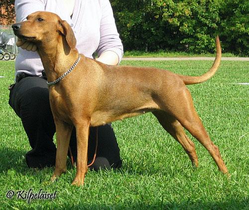 Clefell's OLYMPIA | German Pinscher 