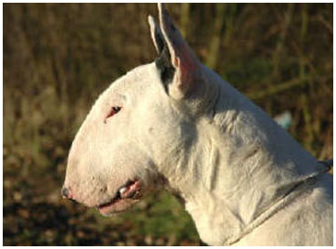 untitled versus superbowls | Bull Terrier 