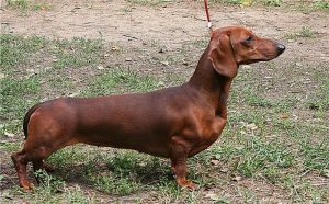 RUSSKIY ASSORTI'C KALINA KRASNAYA | Dachshund 