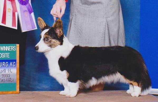 Xtacee Life's A Dance | Cardigan Welsh Corgi 