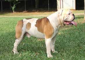 Pine Groves Taz of Gallant | Olde English Bulldogge 