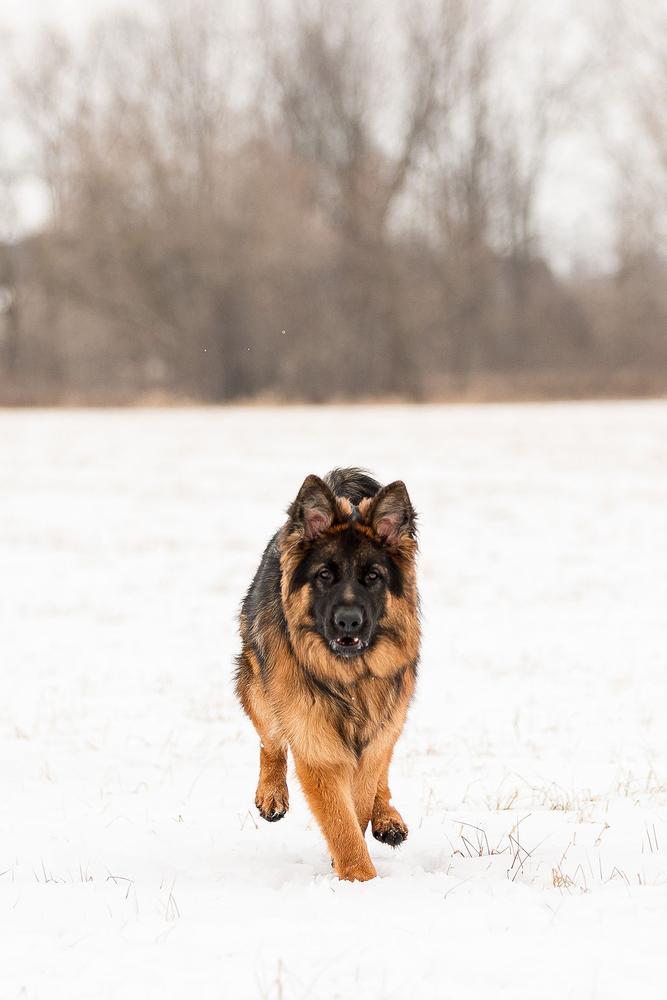 Der Vater Vernnon Vom Haus Pharoah | German Shepherd Dog 
