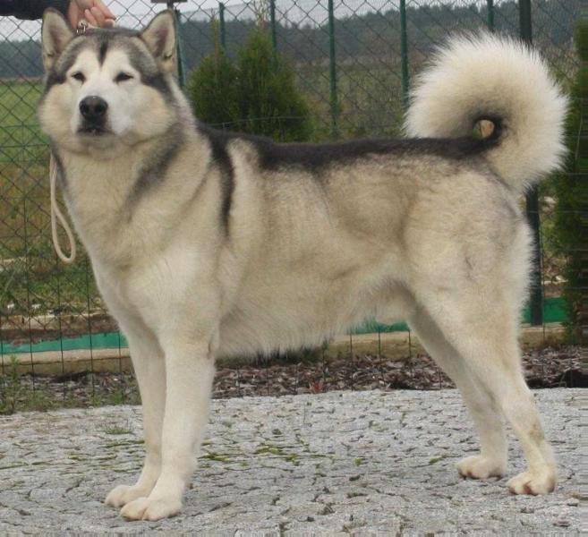 TRANVEER Sunkan Wakarn | Alaskan Malamute 